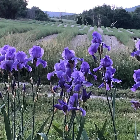 Mas Du 18e Siecle Au Calme Entoure De Champs De Lavandes Casa de Férias