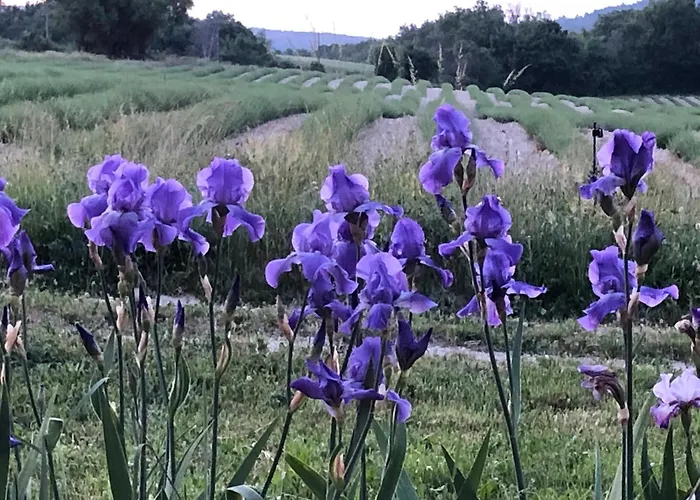 Mas Du 18e Siecle Au Calme Entoure De Champs De Lavandes Vakantiehuis