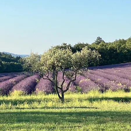 Mas Du 18e Siècle Au Calme Entouré De Champs De Lavandes Pierrerue (Alpes-de-Haute-Provence)