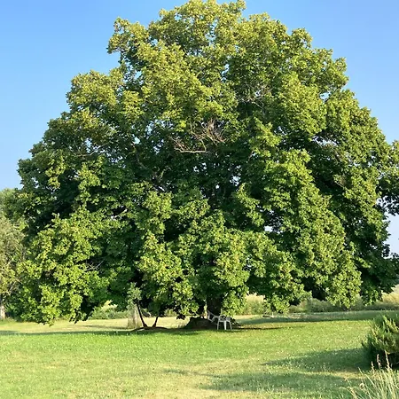 Prázdninový dům Mas Du 18e Siecle Au Calme Entoure De Champs De Lavandes Pierrerue (Alpes-de-Haute-Provence)